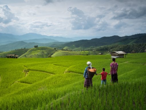 Sustainable Agriculture Field Program Chiang Mai