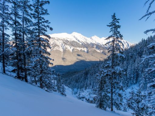 Bioengineering for Land Restoration and Slope Stabilization